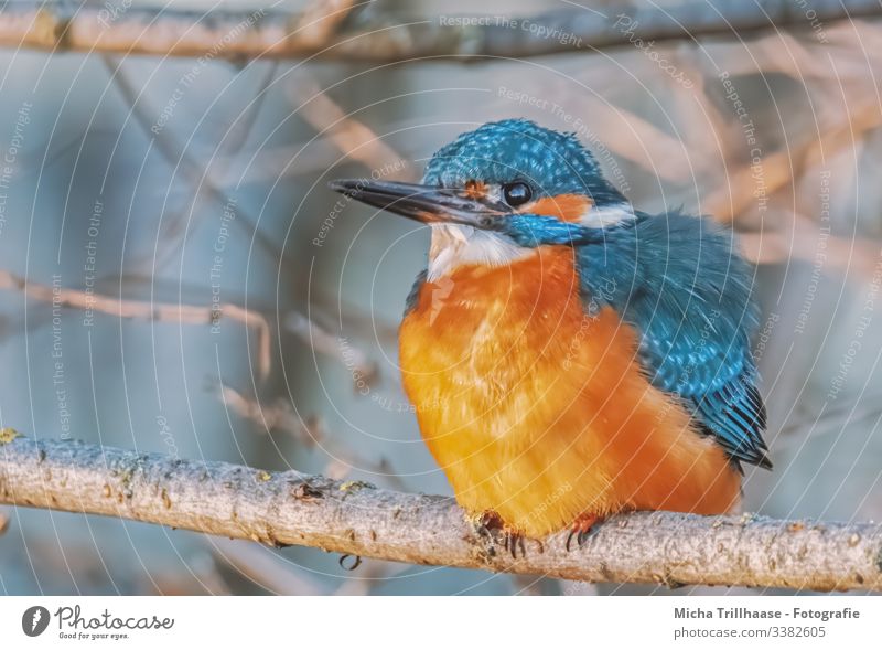 Eisvogel im Sonnenlicht Blick nach vorn Blick in die Kamera Halbprofil Profil Ganzkörperaufnahme Tierporträt Porträt Gegenlicht Sonnenstrahlen Kontrast Schatten