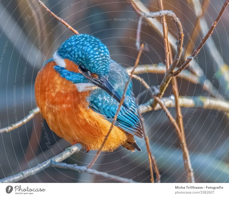 Eisvogel wartet auf Beute Blick nach unten Blick nach vorn Halbprofil Blick in die Kamera Vorderansicht Ganzkörperaufnahme Sonnenstrahlen Porträt Tierporträt