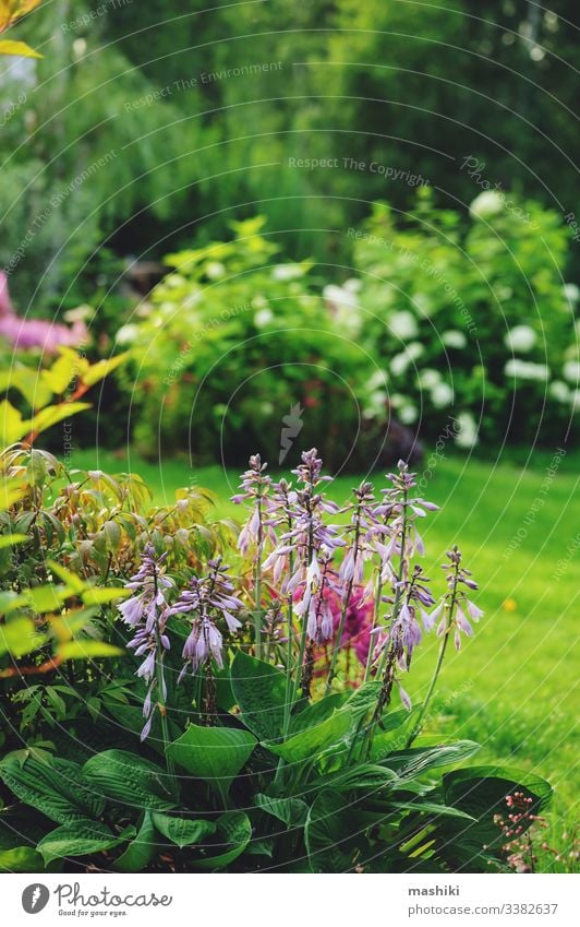 schöne Aussicht auf den Sommergarten, Mischbeet mit Hosta, Koniferen, Hortensien und anderen Sträuchern und Blumen Borte Garten gemischt gemischte Grenze