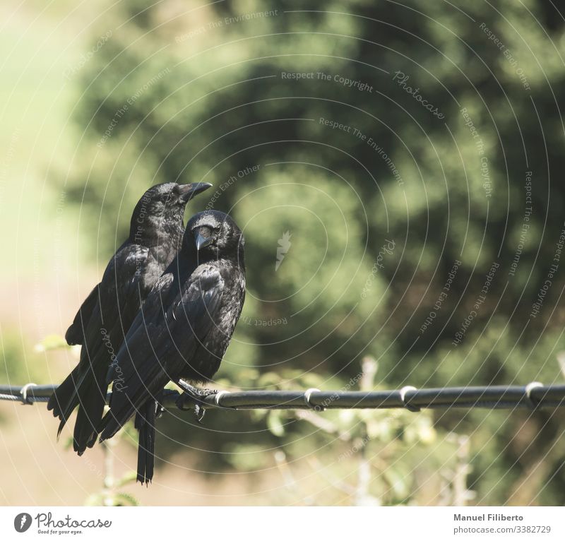 zwei Krähen, die auf einem Kabel mit völlig unfokussiertem Boden sitzen Rabe Corvidae Warten Konzentration Fokussierung Kontemplation Sitzgelegenheit Silhouette