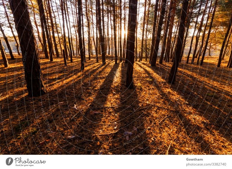 Sonnige Morgendämmerung im Wald Frühling Sonnenlicht im Freien Park grün Sonnenaufgang Sommer Rochen Licht Sonnenschein malerisch Szene schön Natur Landschaft