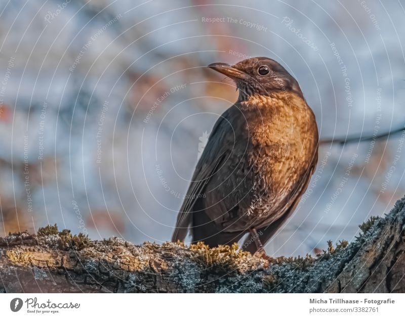 Amselweibchen im Sonnenschein Vogel Blick nach vorn Blick in die Kamera Halbprofil Vorderansicht Ganzkörperaufnahme Tierporträt Porträt Sonnenstrahlen Tag Licht