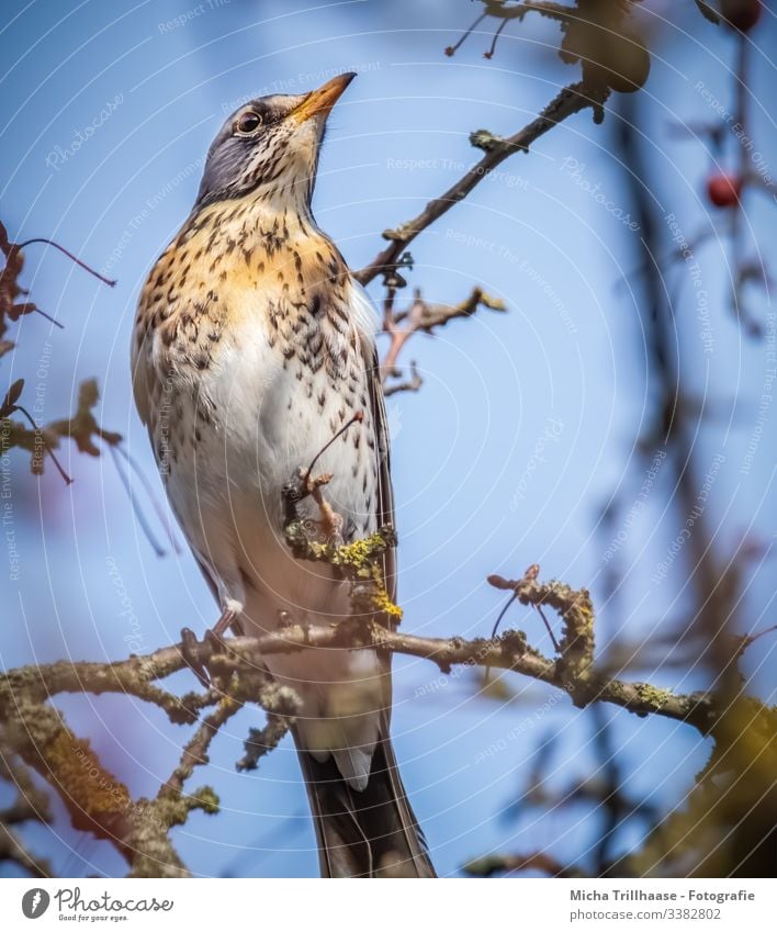 Wacholderdrossel im Baum Drossel Blick nach vorn Profil Ganzkörperaufnahme Tierporträt Porträt Kontrast Schatten Licht Tag Textfreiraum unten Textfreiraum oben