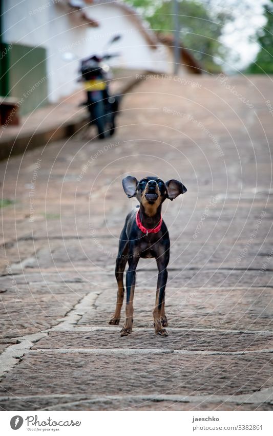 Kleiner Hund mit Halsband kläfft auf Straße klein kläffen bellen aggressiv Großmaul Haustier Tierporträt bossy große Klappe Revier Schnauze Blick Hundehalsband