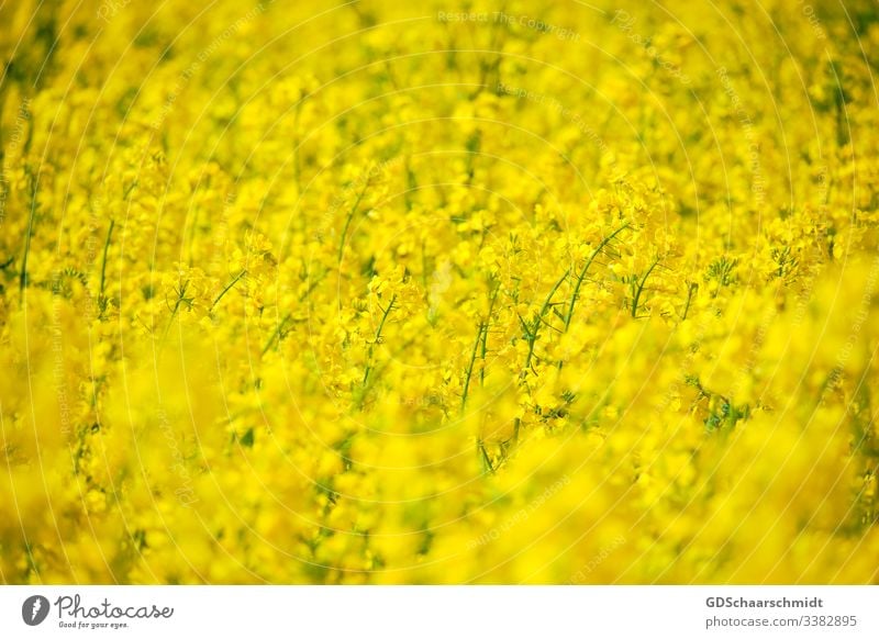 Rapsblüten raps öl rapsblüte landwirt landwirtschaft rapsfeld gelb frühling sommer mai natur farbfoto ernte rapsöl nahrung blume samen rapssamen