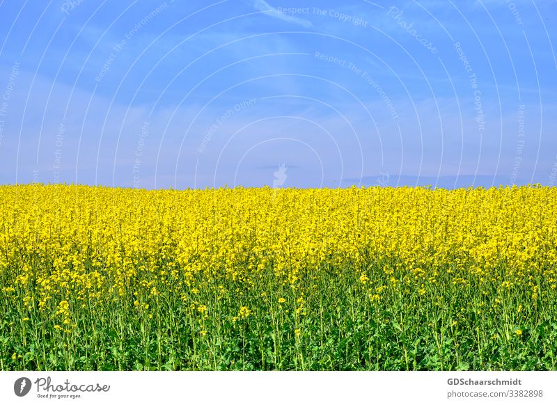 Rapsfeld raps öl rapsblüte landwirt landwirtschaft rapsfeld gelb frühling sommer mai natur farbfoto ernte rapsöl nahrung blüten blume samen rapssamen himmel