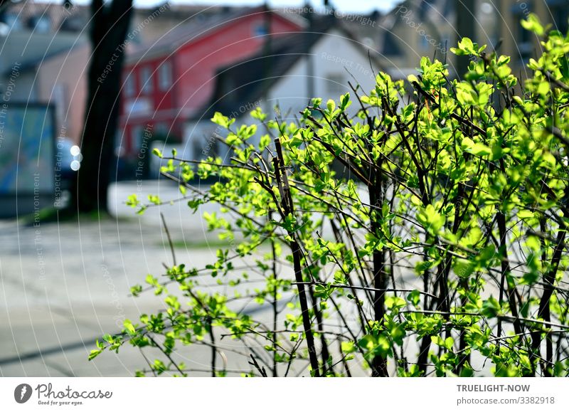 Kleiner Strauch mit frischen grünen Blättern leuchtet im Sonnenlicht an einer Vorstadt-Straße mit Häusern im Hintergrund Frühling Straßenrand Sonnenschein