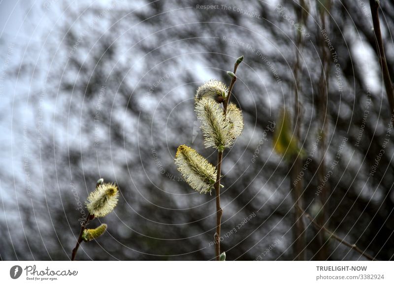 Große, zartgelb blühende Weidenkätzchen vor unscharfem, düster bewegtem Hintergrund Umwelt Naturwunder Naturerlebnis Naturliebe Landschaft Frühling