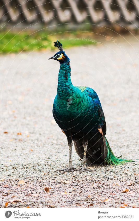 Der Pfau auf dem Feld im Licht des Tages Tier Tiere Hintergrund schön Schönheit Verhalten Vogel blau hell Festakt Farbe farbenfroh Tageslicht Detailaufnahme