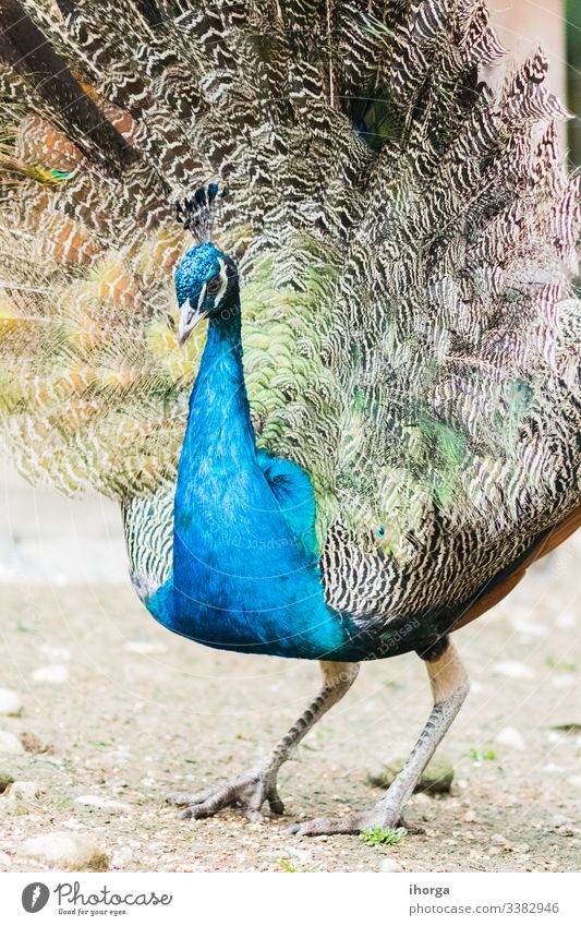 Der Pfau auf dem Feld im Licht des Tages Tier Tiere Hintergrund schön Schönheit Verhalten Vogel blau hell Festakt Farbe farbenfroh Tageslicht Detailaufnahme