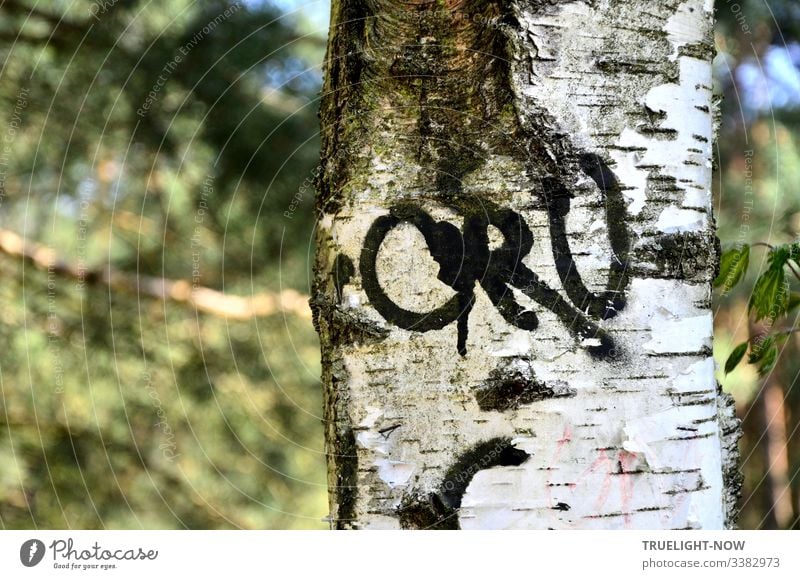 Stamm einer Birke (Teilansicht) mit dicken schwarzen Buchstaben vor unscharfem Wald Hintergrund Umwelt Natur Baum Graffiti weiß grau grün blau Detail