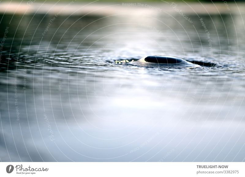 Wasserfläche eines Sees mit waagerechter, heller Uferlinie im unscharfen Hintergrund und einem abgetauchten Wasservogel, kreisförmige Wellen um sich herum.