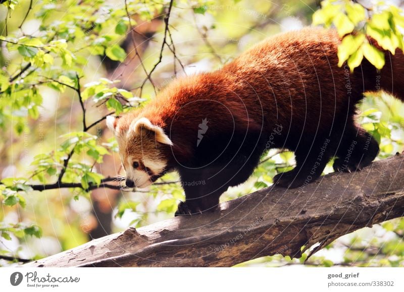 roter panda Umwelt Natur Landschaft Pflanze Tier Urelemente Klima Garten Park Wald Urwald Panda Bär Nase Baumstamm Ast Blatt Eukalyptusblüte Eukalyptusbaum Ohr