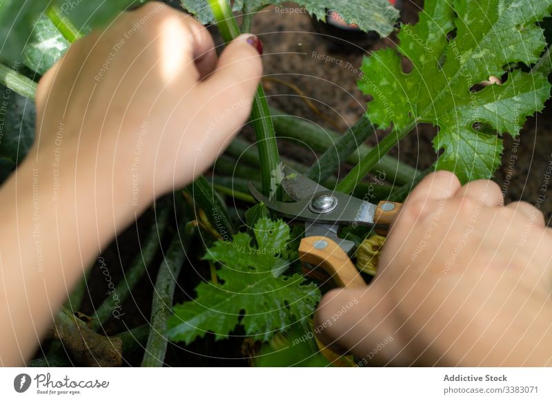 Im Garten arbeitende Frau mit Gartenschere geschnitten Pflanze Schere jung positiv Arbeit grün Ackerbau organisch Natur kultivieren Boden Umwelt Schonung Sommer