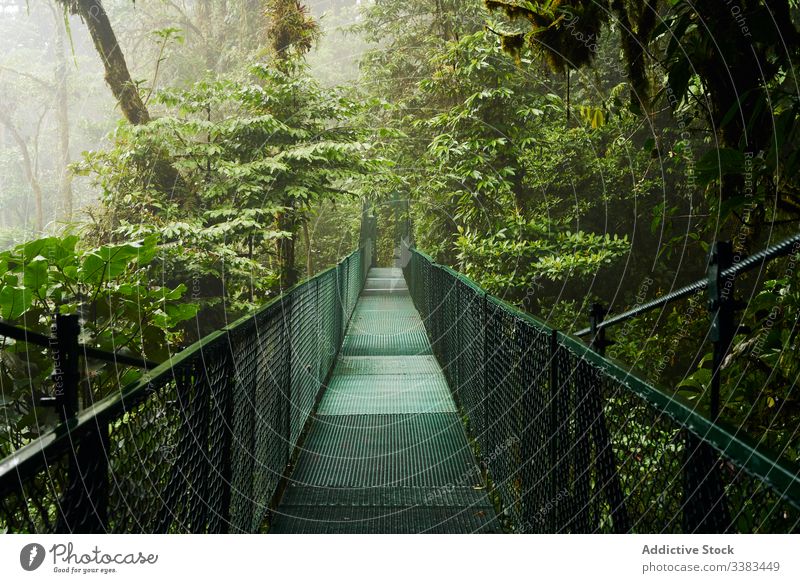 Schmale Brücke durch grünen Dschungel Baum üppig (Wuchs) Weg Natur Landschaft Abenteuer Ausflugsziel Costa Rica reisen Tourismus Wald malerisch Reise