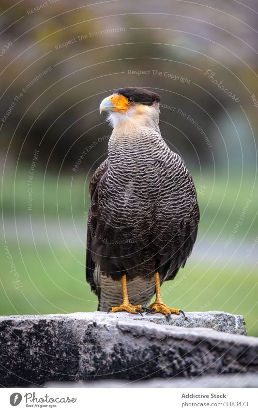 Raubvogel auf Steinzaun im Park alarmiert Vogel Raubtier Fleischfresser Tier Umwelt Gefieder wild Freiheit wach Bussard Natur Fauna Feder Kreatur Ornithologie