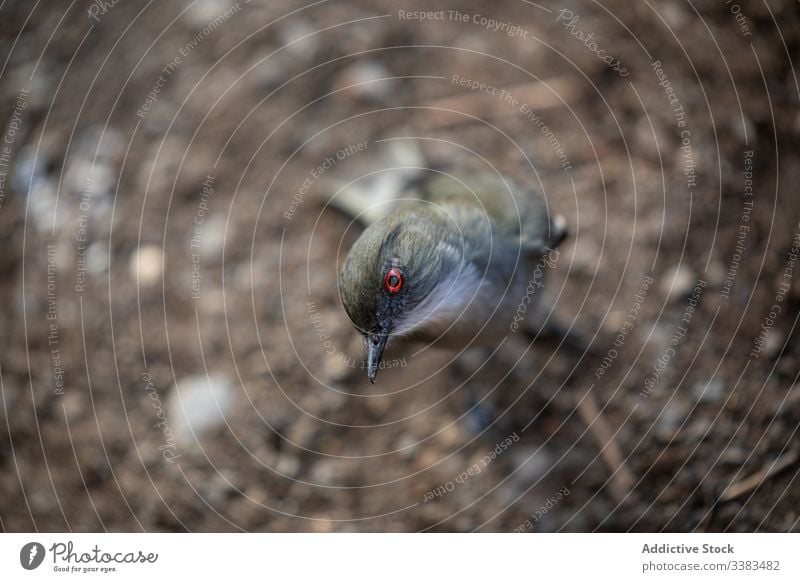 Neugieriger kleiner Vogel am Boden im Park Gefieder wild friedlich Interesse Schnabel Tier Umwelt Natur starren Fauna Feder Arten Kreatur Ornithologie Tierwelt