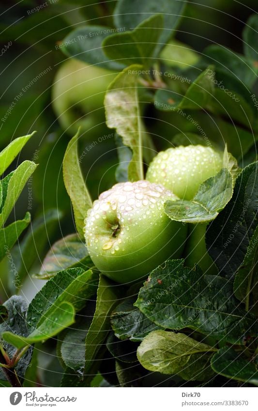 Äpfel mit Regentropfen am Apfelbaum, aufgenommen mit geringer Tiefenschärfe. Außenaufnahme fruchtig Kernobst Biologische Landwirtschaft ökologisch rein saftig