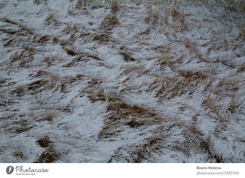 Winter besiegt Frühling Schnee Gras kälteeinbruch Kälte Aprilwetter frostig Frost Kälteeinbruch kalt Wetter Natur Winterkälte Wettkampf Sieger Verlierer