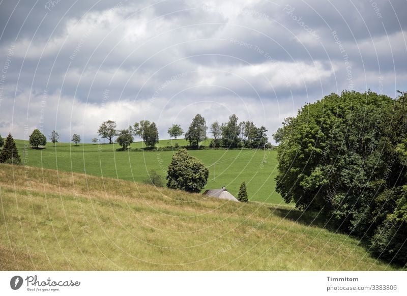 Schwarzwaldidylle Schwarzwaldhaus Idylle Hügel Baum Gras Wiese Natur Landschaft Dachfirst Wolkenhimmel Sommer Schönes Wetter Himmel Umwelt