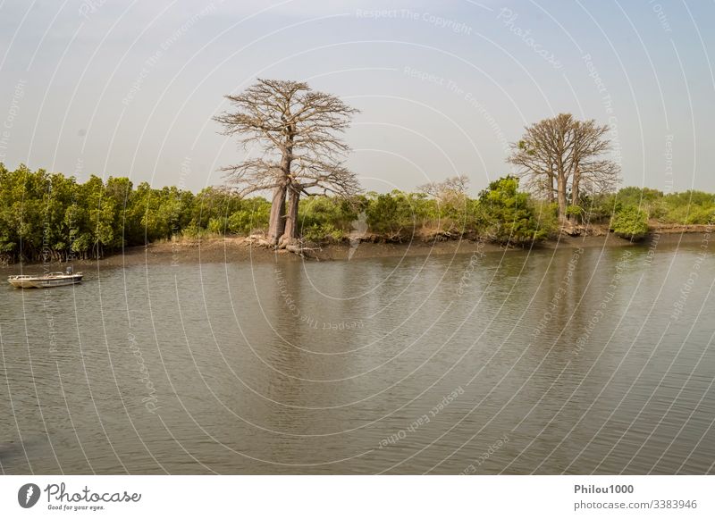 Mangrovengebiet mit Affenbrotbäumen Gambia Affenbrotbaum Schönheit in der Natur Farbbild Wald horizontal Haus idyllisch Landschaft - Landschaft Mangrovenwald