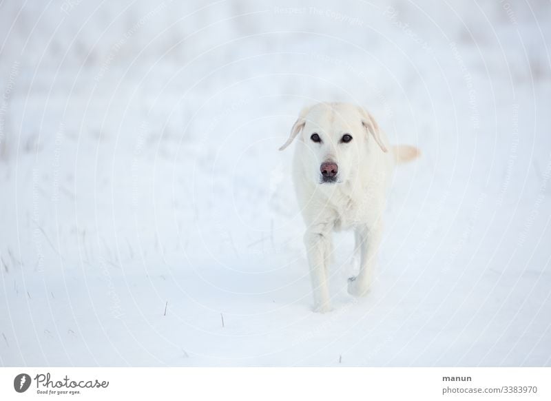 Weiße Labradorhündin im Schnee Hund Haustier Außenaufnahme Tierporträt Tierliebe Blick Winter kalt Senior Winterfell frieren Blick in die Kamera Betagtheit