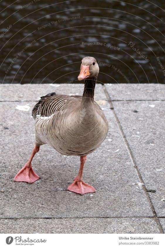 Graugans macht Tanzschritt Gans Wasservögel Vogel Tier Anser anser Feldgans Schritt Federkleid Schwimmhäute Ufer tanzen