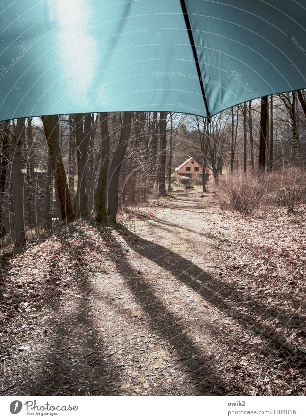 Trampelpfad Waldweg Bäume Schirm Sonnenlicht draußen menschenleer Natur Menschenleer Herbst Pflanze Umwelt Außenaufnahme Licht natürlich Erholung Sonnenstrahlen