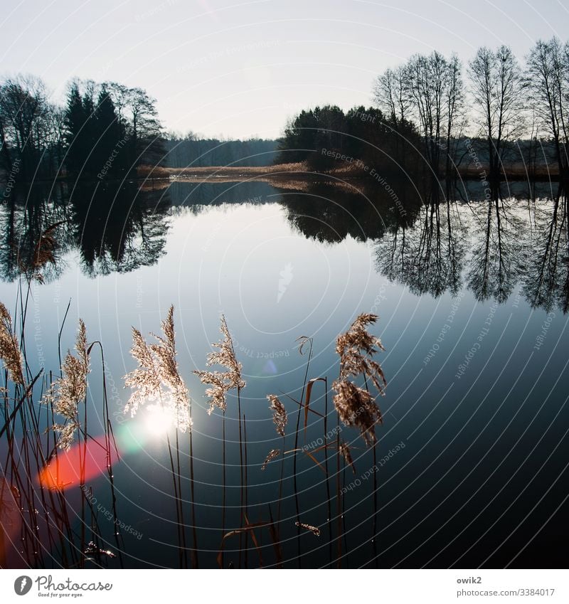 Windstille See Wasser Wasseroberfläche windstill Natur draußen wolkenloser Himmel Röhricht Sträucher Sonne Spiegelung Blendenfleck Lichterscheinung leuchten