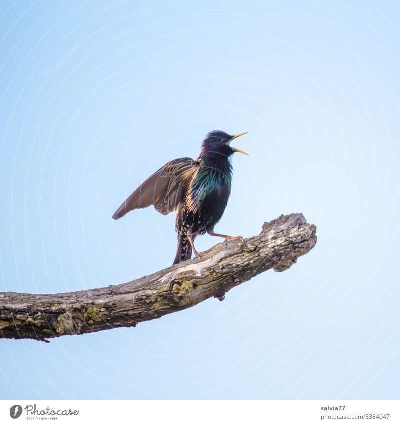 Balzgehabe, singender Star sitzt auf Ast Vogel Ornithologie balzend schön Natur Menschenleer Außenaufnahme Feder Schnabel Flügel Stolz Singend Textfreiraum oben