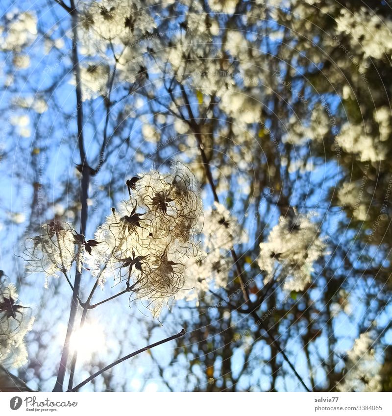 Waldrebe im Gegenlicht vor blauem Himmel Natur Clematis Farbfoto Pflanze Nahaufnahme Makroaufnahme Garten himmelblau samenstand Früchte Kletterpflanzen Botanik