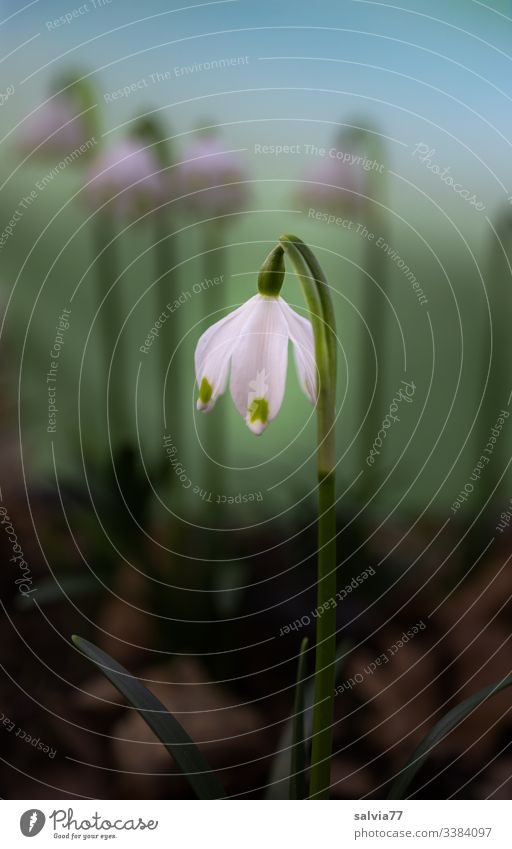 Märzenbecher Blume Blüte Natur Pflanze Frühling grün Makroaufnahme Außenaufnahme Menschenleer Schwache Tiefenschärfe Detailaufnahme Umwelt Blühend Farbfoto