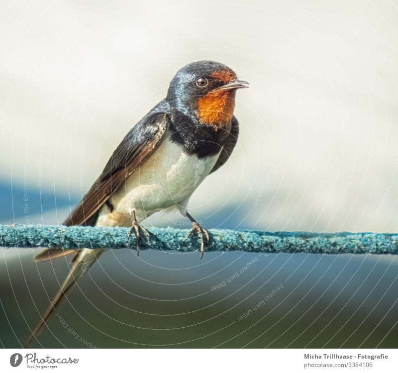 Rauchschwalbe Portrait Natur Tier Außenaufnahme Farbfoto Vogel fliegen Tiergesicht Flügel Sonnenlicht Tag Licht Zentralperspektive Porträt Tierporträt