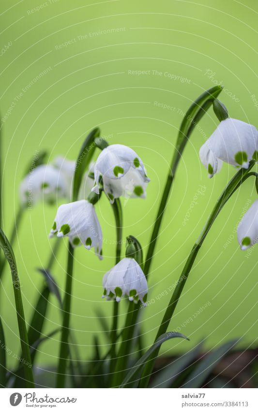 Märzenbecher vor hellgrünem Hintergrund Freisteller Hintergrund neutral Farbfoto Nahaufnahme Makroaufnahme Textfreiraum oben Menschenleer Außenaufnahme Frühling