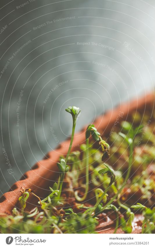 Frische Gartenkresse Lepidium sativum frisch gesund nachhaltig essen wachsend gedeiht Selbstversorgung Selbsterversorger Gemüse Kräuter Aufzucht Saatgut