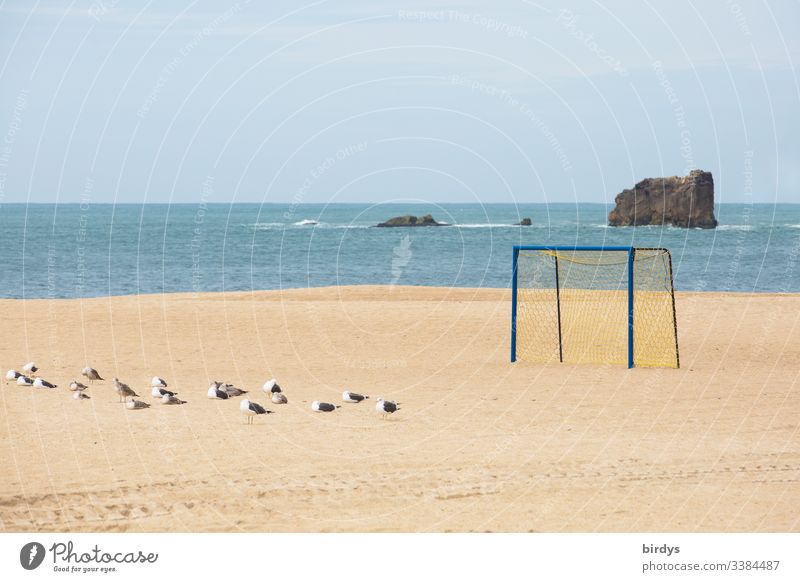 Einsames Fußballtor am menschenleerem  Strand von Nazare, Portugal, eine Gruppe Möwen im Sand , Atlantik im Hintergrund und Felsen im Meer Möwenvögel