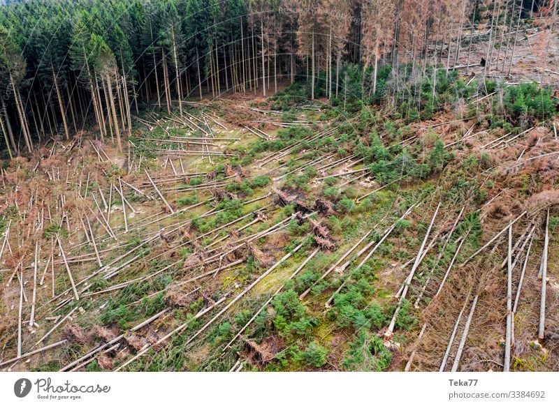 #Wald Sturmschäden 2 wald sturmschäden baum bäume luftbild stamm holz nadelwald orkan schräg wurzeln äste