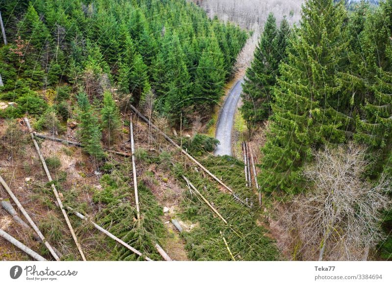 #Wald Sturmschäden Straße wald sturmschäden baum bäume luftbild stamm holz nadelwald orkan schräg wurzeln äste straße waldweg waldstraße transport teer