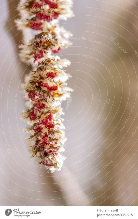 Blüte der Zitterpappel Frühblüher Frühling Allergie Allergiker Baum Pflanze Natur Farbfoto Außenaufnahme Menschenleer Tag Sonnenlicht Licht Umwelt mehrfarbig