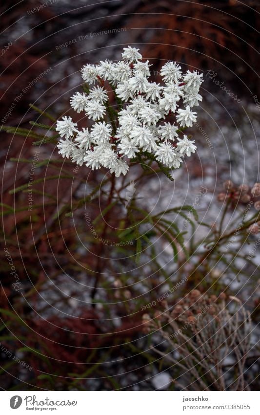 Weiße Blume in Südafrika Blüte weiß Wildblume Pflanze Natur Blühend Doldenblüte karg trocken genügsam Wiese Wildpflanze nadelgehölz