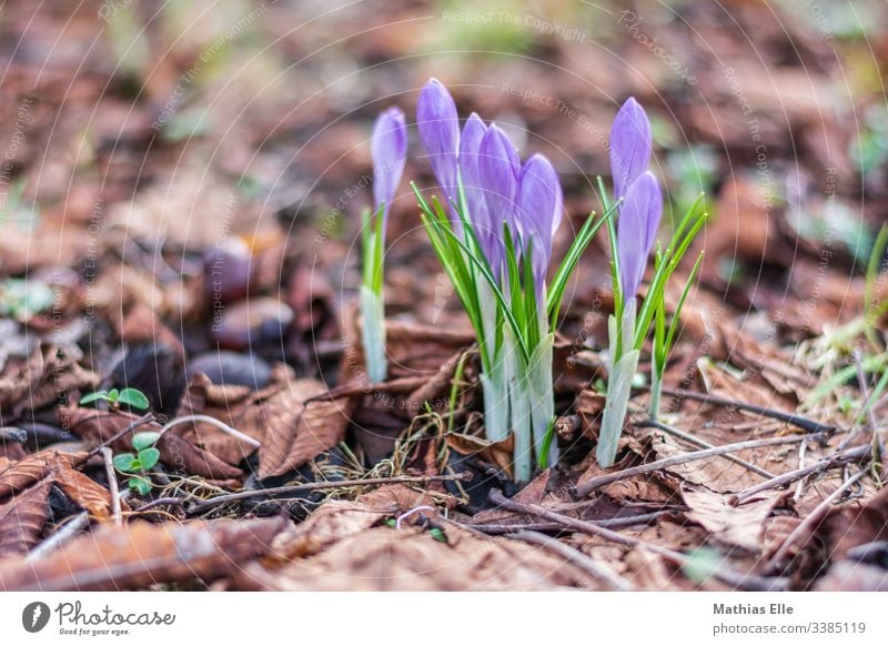 Frühlingserwachen mit kleinen Tulpen frühjahr sprungfeder frühling springen springflut lenz blühen null blumen hintergruende hintergrunde