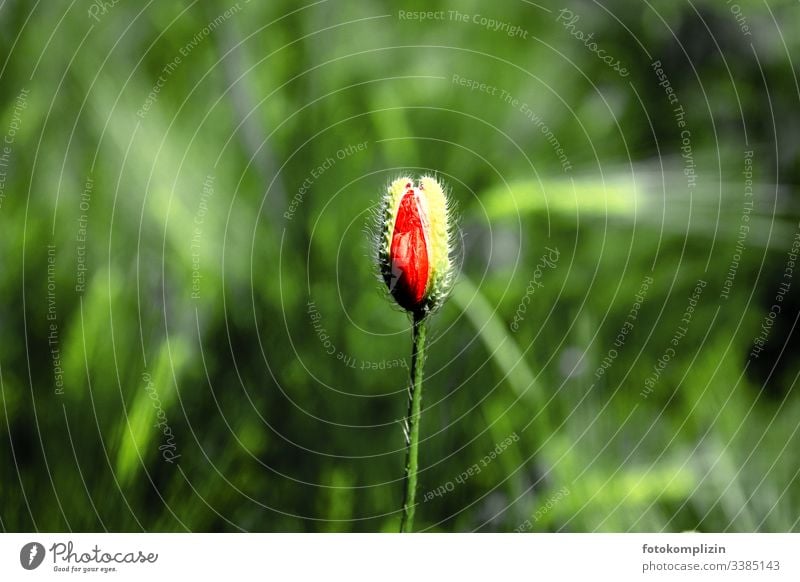 aufspringende Mohnknospe Mohnblüte mohnknospe mohnblumen Knospe Knospen Blütenknospen Lebenskraft Wachstum kraftvoll urkraft platzen Nahaufnahme Frühling