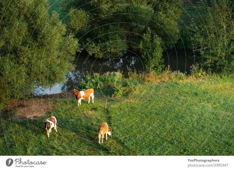 Kühe, die bei Sonnenaufgang auf der grünen Weide grasen. Deutsche Rinderfarm Deutschland Ackerbau Tiere bovin braun und weiß Kühe auf der Weide Haustiere