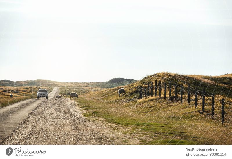 Straße durch Moosfelder auf der Insel Sylt. Frei laufende Schafe Deutschland Schleswig-Holstein Tiere PKW Klimawandel Landstraße Haustier fahren Europa Zaun