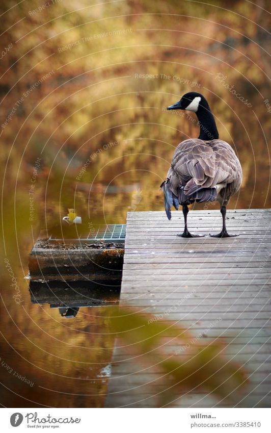 Die Kanadagans auf dem Laufsteg Gans Steg Bootssteg herbstlich Rückansicht Teich Wasser Gefieder stehen Wasservogel Wildtier