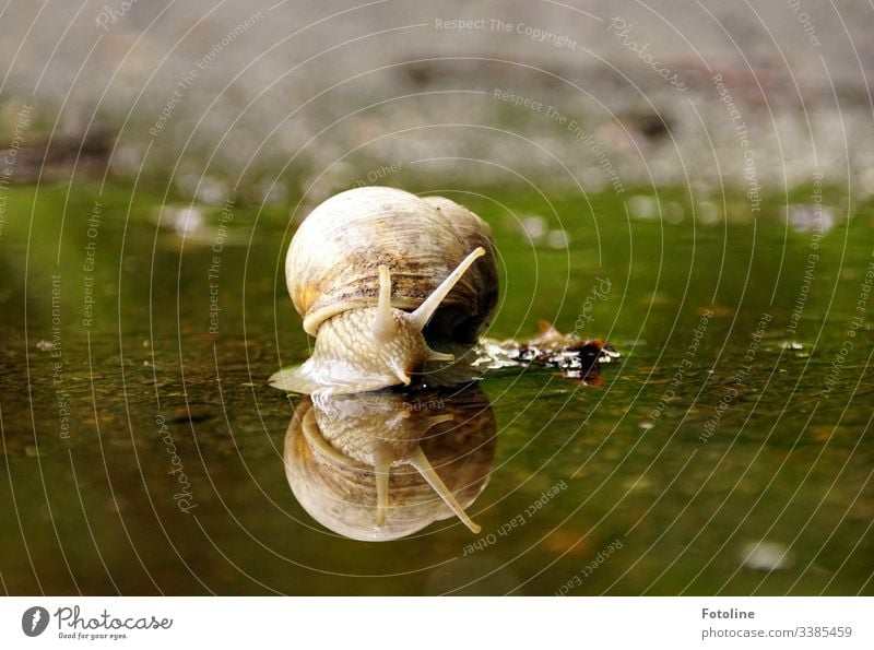 Schnecke kriecht durch eine Pfütze Schneckenhaus Tier Natur Farbfoto Außenaufnahme Nahaufnahme Makroaufnahme Schwache Tiefenschärfe Menschenleer Tierporträt