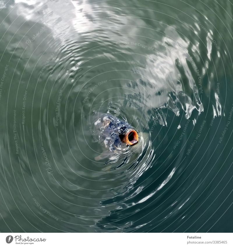 Karpfenteich Fisch Wasser Schwimmen & Baden Tier Farbfoto Außenaufnahme Tag Teich See Menschenleer Vogelperspektive Natur nass Umwelt Maul Nutztier Koi