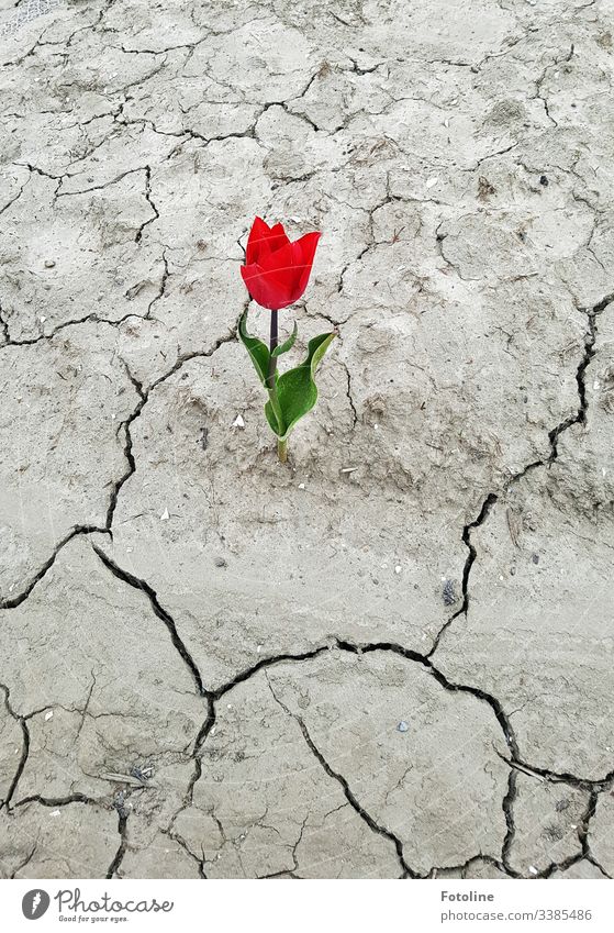 Tulpe auf ausgedörrtem Boden Blume rot Frühling Blüte grün Pflanze Natur Blühend Farbfoto Tag Blatt Außenaufnahme Dürre Leben Frühblüher Frühlingsblume