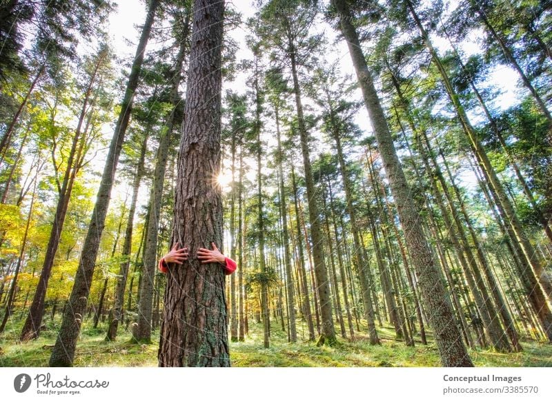 Ein Mann, der einen Baum im Wald umarmt anhänglich Arm um Rinde schön bizarr Bonden Tarnung Pflege Anschluss Abhängigkeit umarmend Umwelt Umweltschonung grün