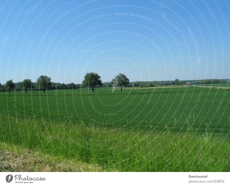 Feld mit Bäumen Ferien & Urlaub & Reisen Umwelt Natur Landschaft Himmel Frühling Sommer Pflanze Baum Gras Wiese Straße fahren blau grün KFZ Rasen Ackerbau